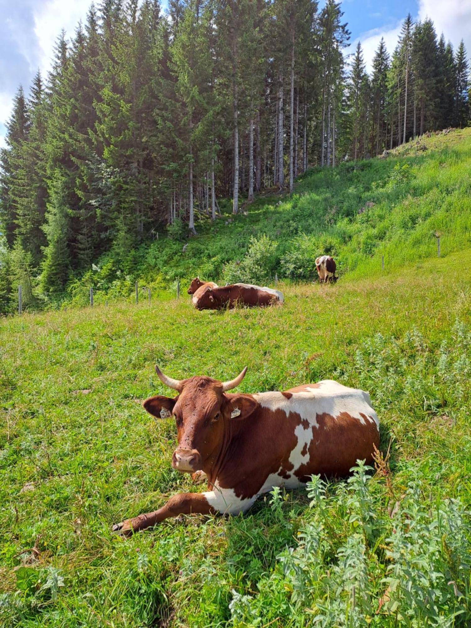 Berggasthof Hoellenstein Wagrain Bagian luar foto